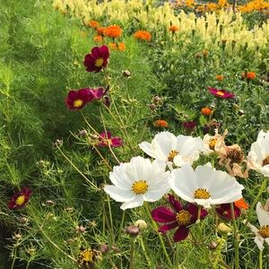 Meet your Posher, Jane